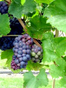 grapes on a vine